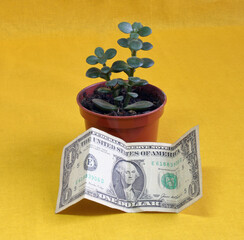 One dollar can start a fortune. Just as a small sprout grows into a large plant.