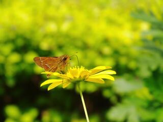 Close up shot of a Small branded swift butterfly