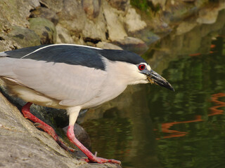 Close up shot of a Night heron by the pond