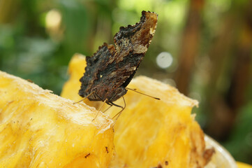 Close up shot of Kaniska canace butterfly eating a pineapple