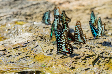 Close up shot of many Common jay drinking water