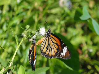 Close up shot of Plain tiger butterfly prepare to mate