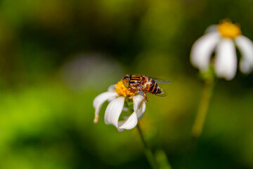 Close up shot of a Eristalinus on flower