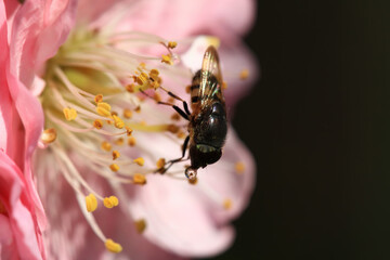 Close up shot of a Eristalinus on flower
