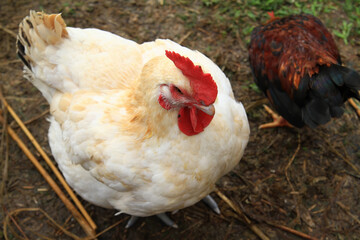 Close up shot of a white and brown chicken
