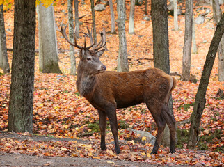 Powerful adult red deer stag in autumn forest.