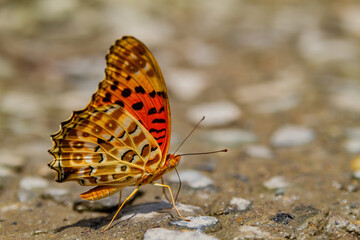 Close up shot of Indian fritillary butterfly