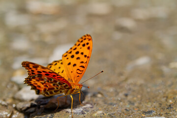 Close up shot of Indian fritillary butterfly
