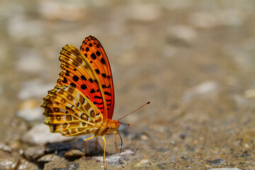 Close up shot of Indian fritillary butterfly