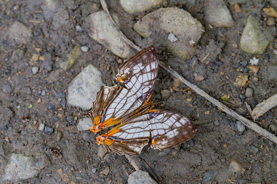Close up shot of Common mapwing butterfly