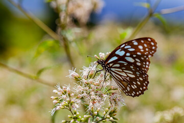 Close up shot of Blue tiger butterfly