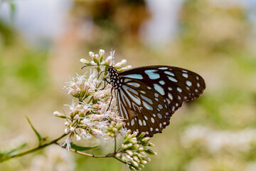 Fototapeta na wymiar Close up shot of Blue tiger butterfly