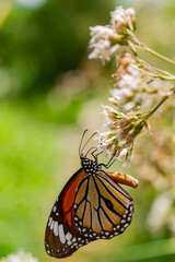 Close up shot of Plain tiger butterfly © Kit Leong
