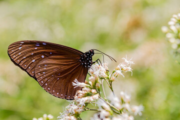 Close up shot of Euploea mulciber butterfly