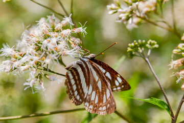 Close up shot of Blue tiger butterfly
