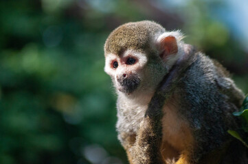 animal, agua, pingüinos, lobo, orangutan, animal acuático, mono, oso, jirafa, mariposa, oso panda, panda, 