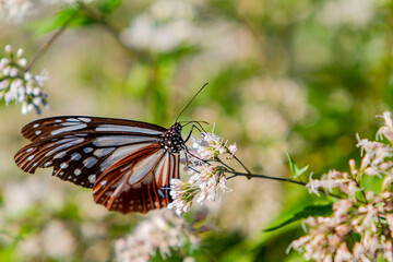 Close up shot of Blue tiger butterfly