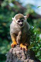 animal, agua, pingüinos, lobo, orangutan, animal acuático, mono, oso, jirafa, mariposa, oso panda, panda, 