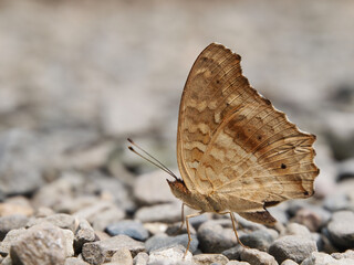 Close up shot of a Lemon pansy butterfly