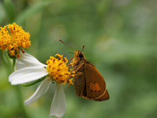 Close up shot of a Small branded swift butterfly