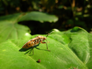Naklejka premium Close up shot of True bugs