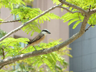 Close up shot of a Grey-backed shrike