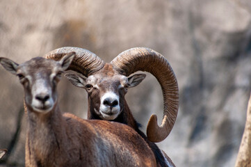 animal, agua, pingüinos, lobo, orangutan, animal acuático, mono, oso, jirafa, mariposa, oso panda, panda, 