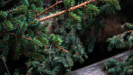 August 2020: A cluster of spruce tree needles on the Johnston Canyon Upper Falls and Ink Pots hike near Banff in Alberta, Canada, the Canadian rocky mountains.