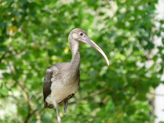 Close up shot of a Ibis bird walking