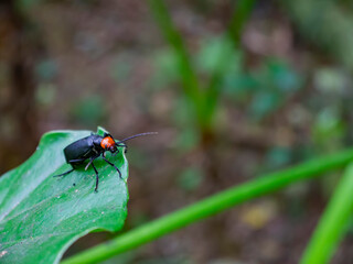 Close up shot of Epicauta