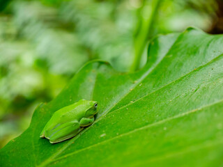 Close up shot of tree frog