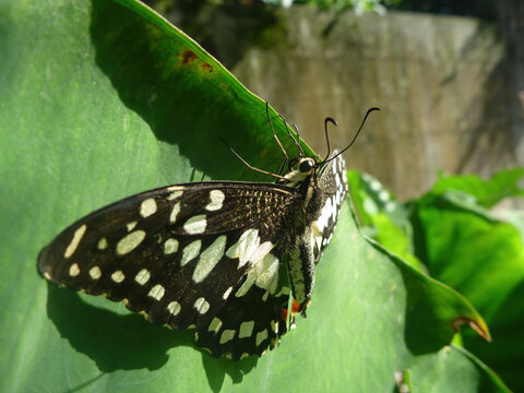 Close Up Shot Of Citrus Swallowtail Butterfly