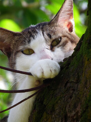 Close up shot of a cute cat on the tree