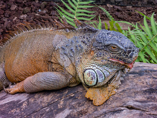 Close up shot of Lesser Antillean iguana
