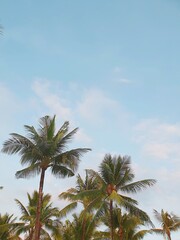 palm trees against blue sky