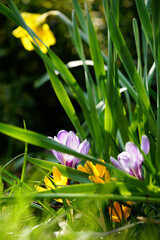 crocuses and narcissus in the garden