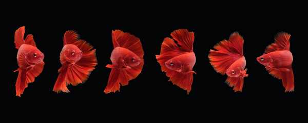 Photo collage of super red halfmoon type of betta splendens siamese fighting fish isolated on black color background. Image photo