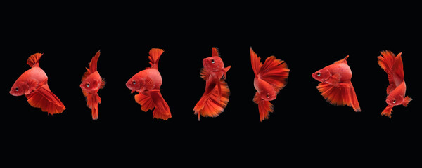 Photo collage of super red halfmoon type of betta splendens siamese fighting fish isolated on black color background. Image photo