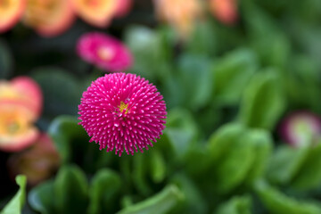 Fluffy daisies in full bloom in nature