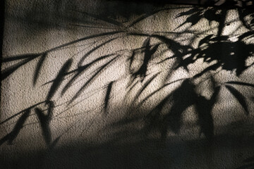 silhouette leaf light shadow