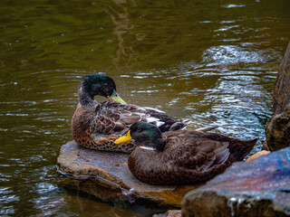  Mallard Pair Preens