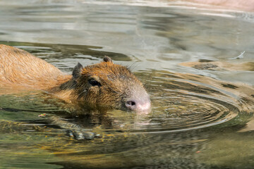 Сapybara (Hydrochoerus hydrochaeris)