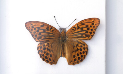 Fototapeta na wymiar Butterfly specimens