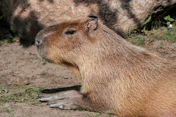 Сapybara (Hydrochoerus hydrochaeris)