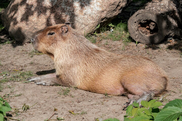 Сapybara (Hydrochoerus hydrochaeris)