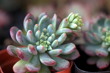 Cultivated succulent plants