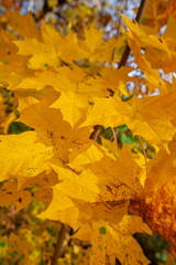 Yellow autumn leaves texture in life