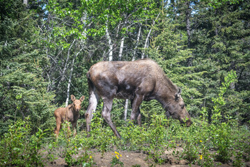 A mother and young, baby, calf moose seen between summer time green trees and grass in northern Alaska, near Fairbanks. 