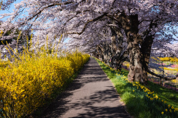 Fototapeta premium 白石川堤一目千本桜