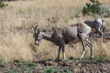 Bighorns (Ovis canadensis) in Yellowstone National Park, USA